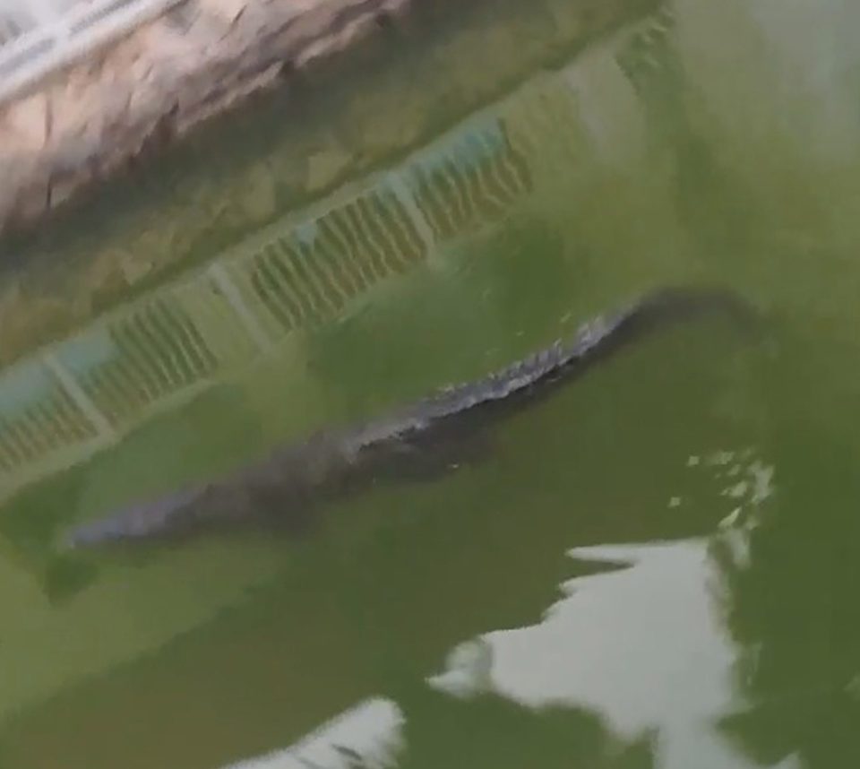 A crocodile was spotted in the canals of Mexico