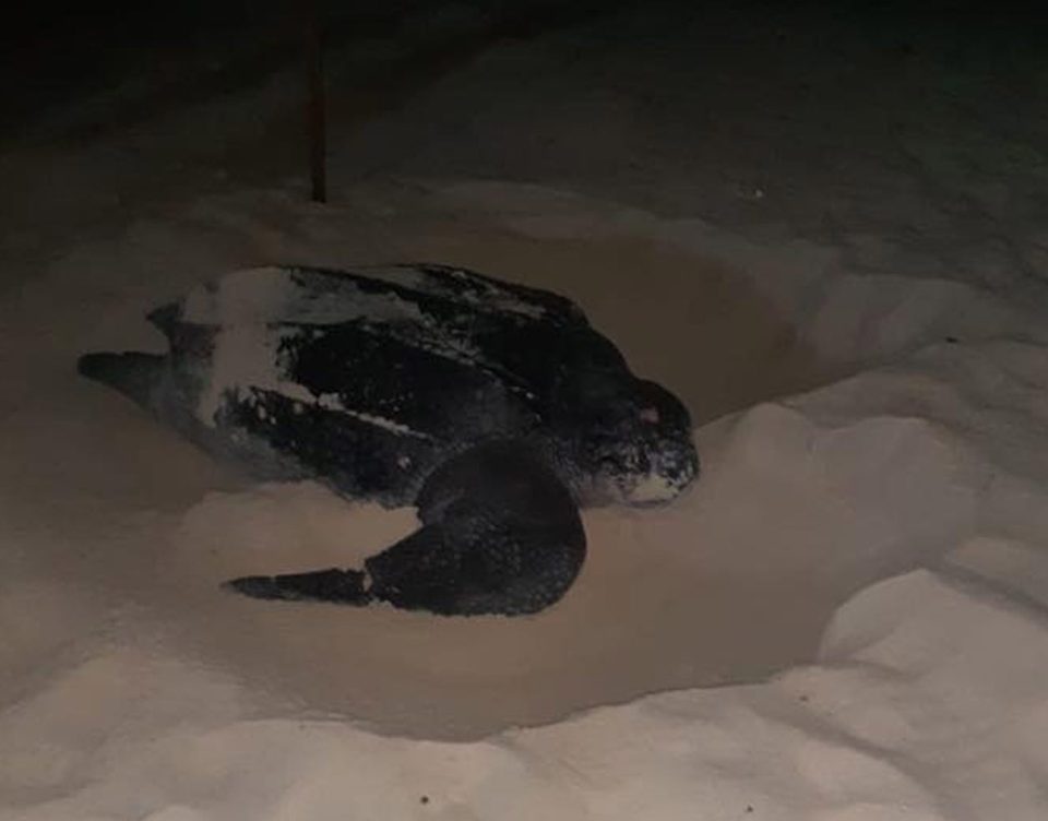 A turtle was spotted laying its eggs - ahead of the usual season