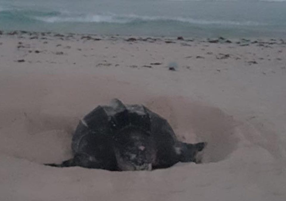 It is rare for turtles to lay eggs in the area due to urbanisation and a bustling population