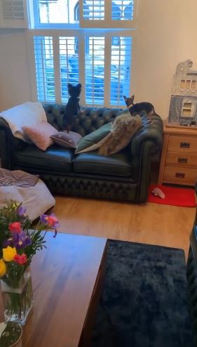  The actor has moved in with girlfriend Hanni and their dogs