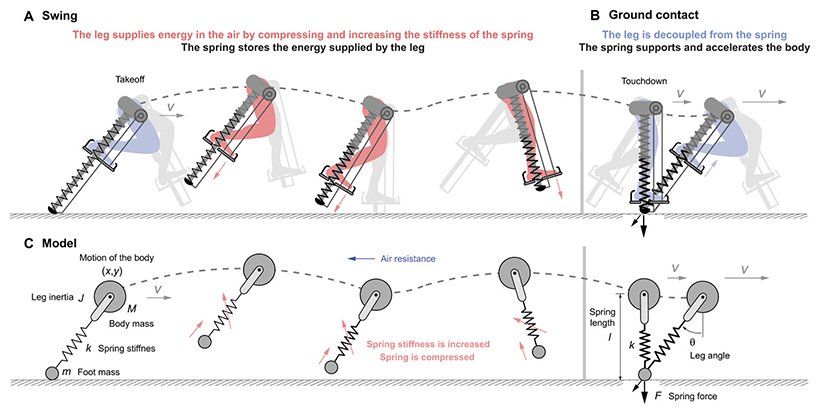  The device uses energy stored in the spring to propel the user forward