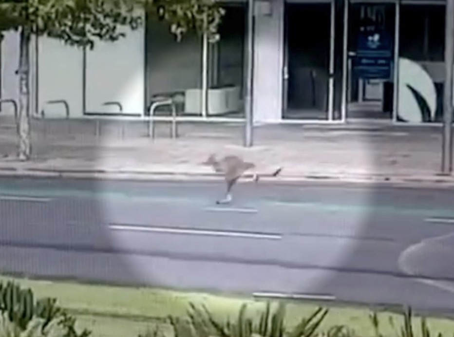  The kangaroo was spotted happily hopping through downtown Adelaide during the coronavirus lockdown