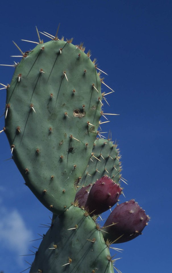  Researchers found the drink was able to halve rates of nausea and reduce headache pain by a third