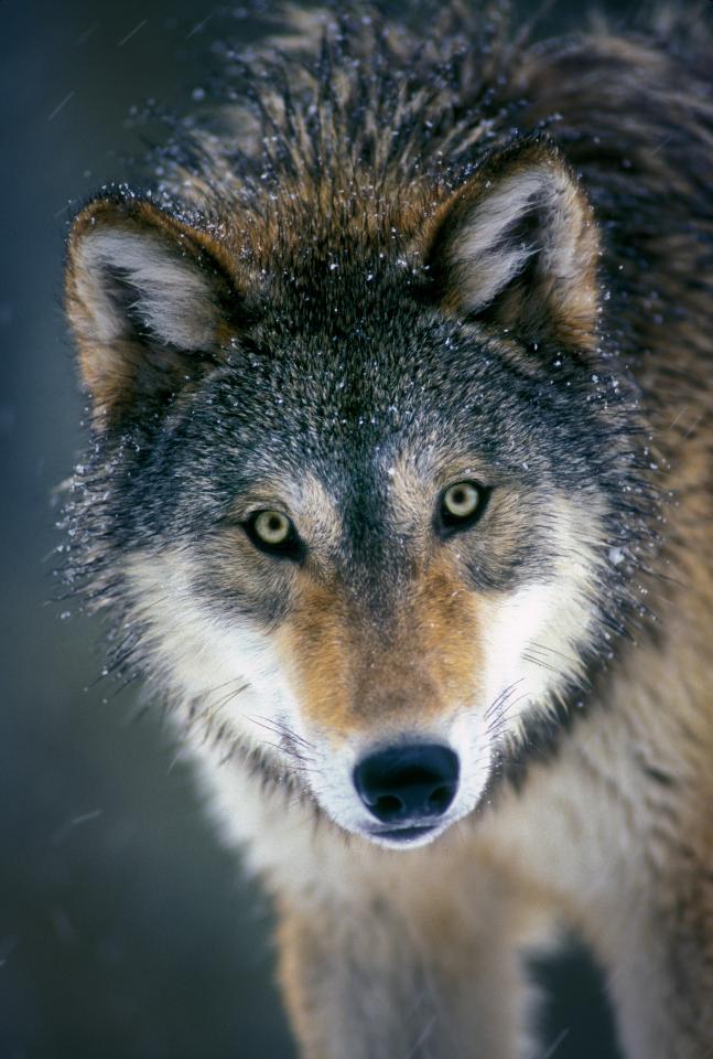  It is the first time a grey wolf has been spotted so far north in France for nearly 100 years (archive photo)