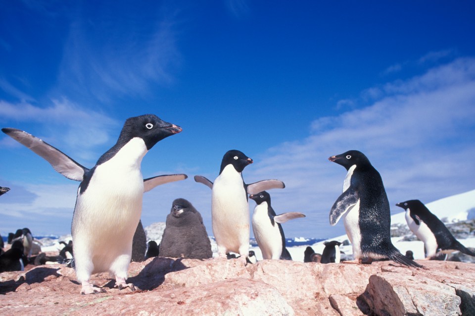  British scientist Dr George Murray Levick observed the perverted birds engaging in gang rapes and necrophilia