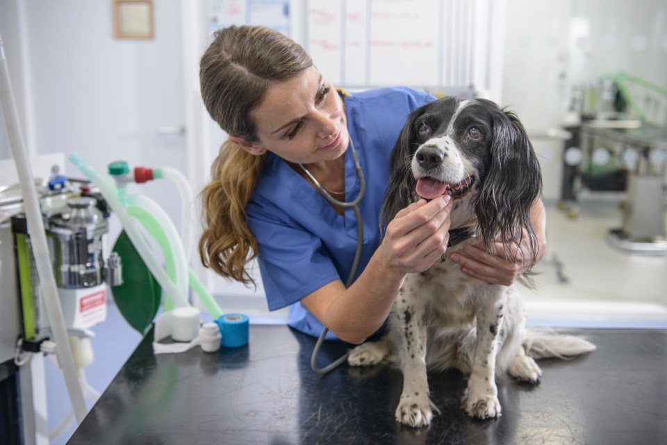 NHS hospitals are reportedly calling on vets to join the frontline