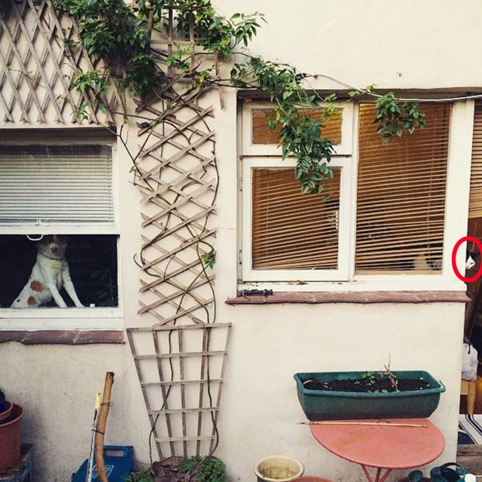 Another cat somehow managing to hide in plain sight - watch out for that pooch