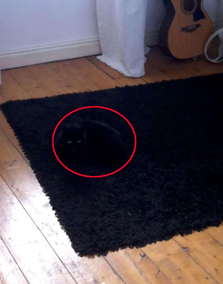 This cat is perfectly hidden in the rug, again with just the eyes giving it away 