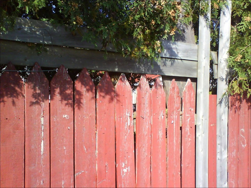 Cats are famous for being able to walk over painfully thin fences