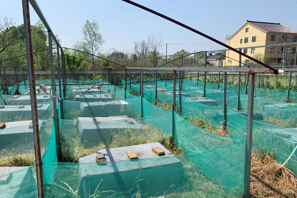  A snake farm in Zisiqiao is left empty on April 7 after China's coronavirus wildlife trade ban