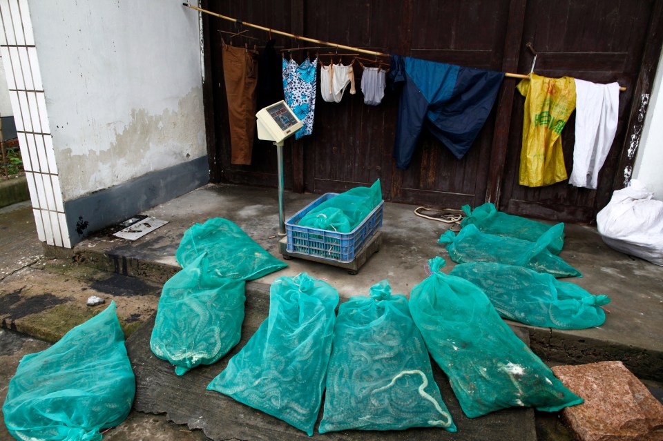  Sacks of snakes are seen at a snake farm in Zisiqiao getting weighed for sale on June 15, 2011