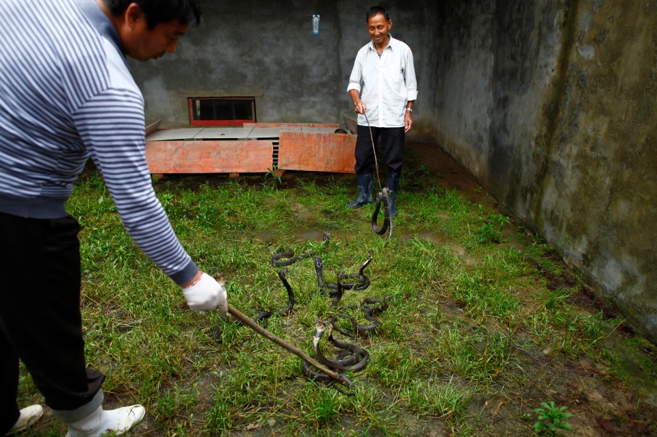  Snake farmers rearing cobras at a farm in Zisiqiao on June 15, 2011