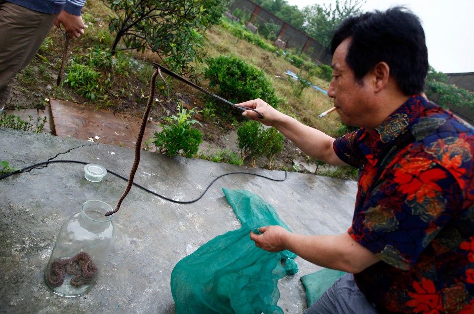  Farmer drops a snake into a jar at a snake farm in Zisiqiao on June 15, 2011