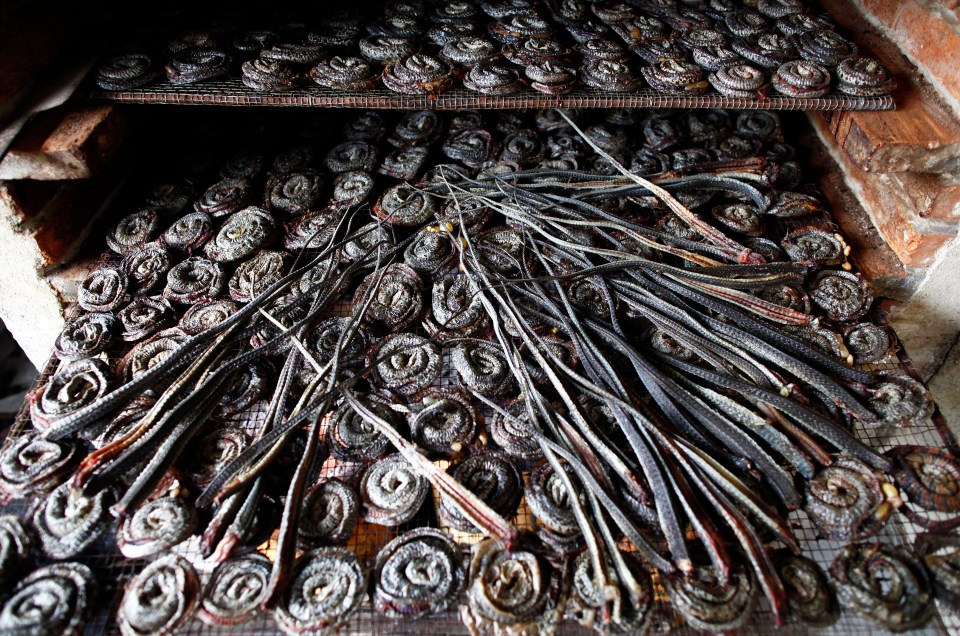  Snake carcasses are left to air-dry to be made into medicine on June 15, 2011, in Zisiqiao