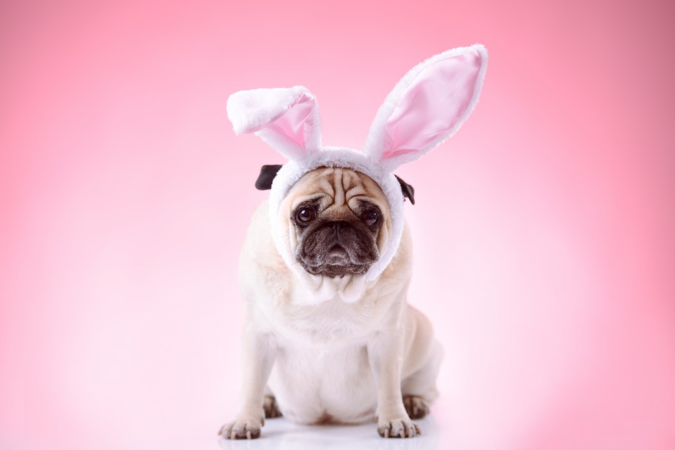 If you've got a few hour's to kill, why not see if you can spot the pug hiding among the Easter eggs