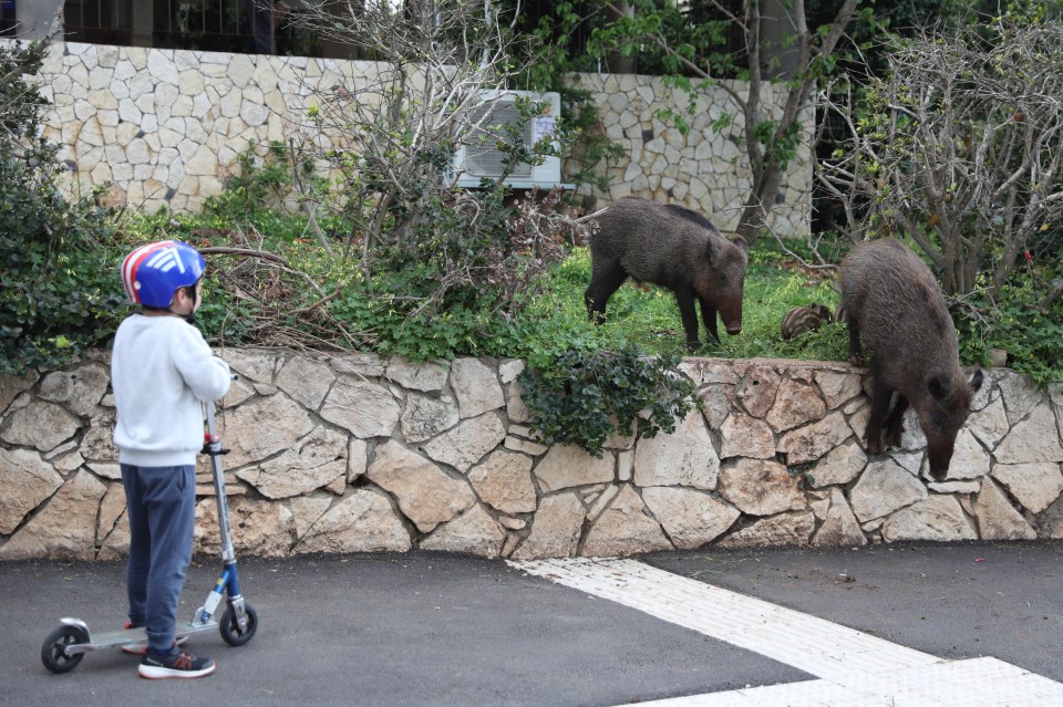 Wild boars emerge from the woods in Israel during lockdowns