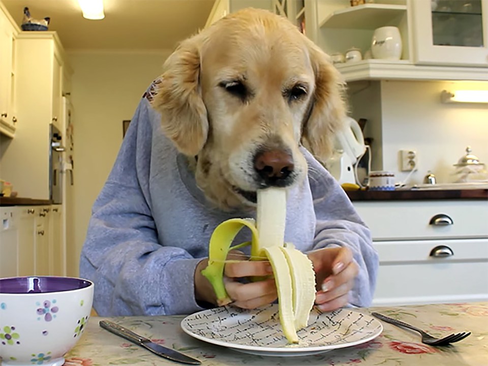  Dog owners have gone bananas for the new lockdown fad