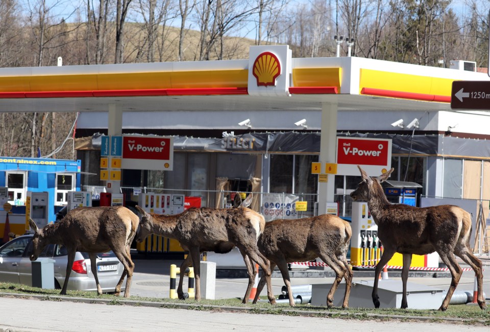 Wild deer roam through a deserted petrol station in Poland