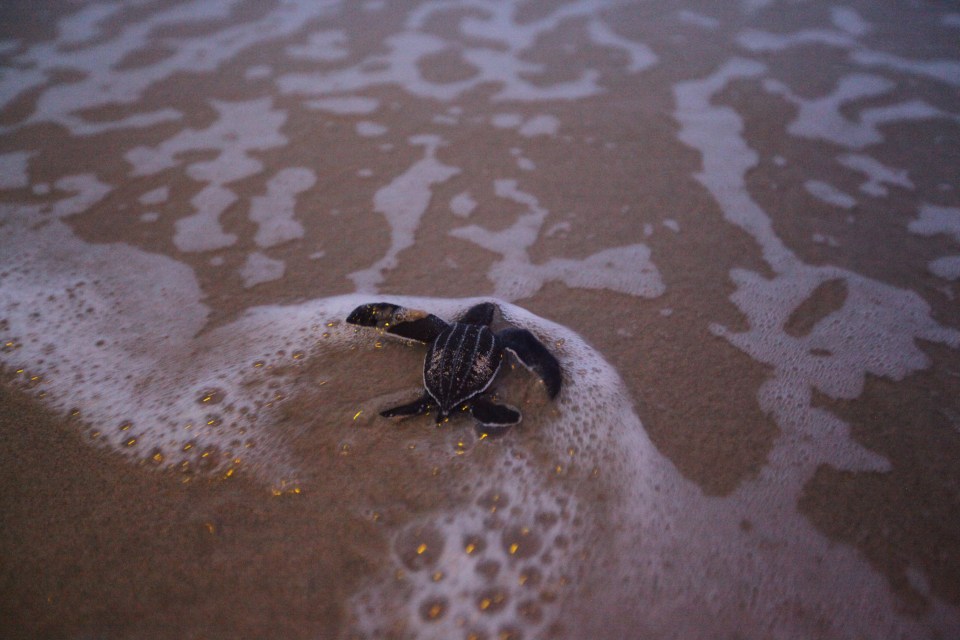 The turtles haven't been seen in five years due to tourism