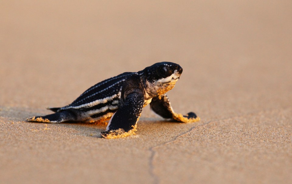 The turtles are some of the rarest in the world