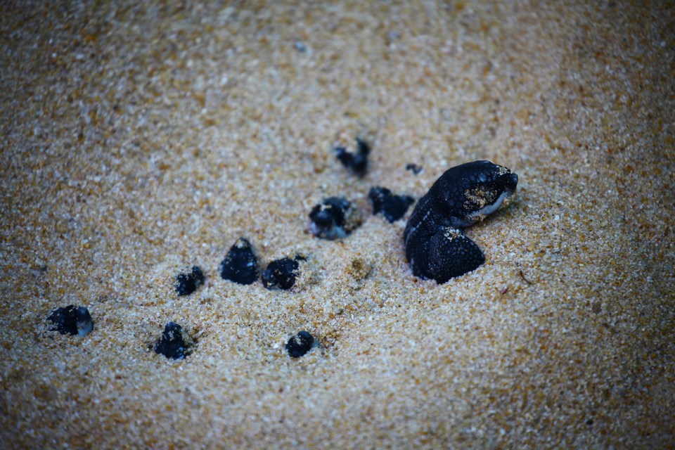 Experts have found the largest groups of nests in 20 years