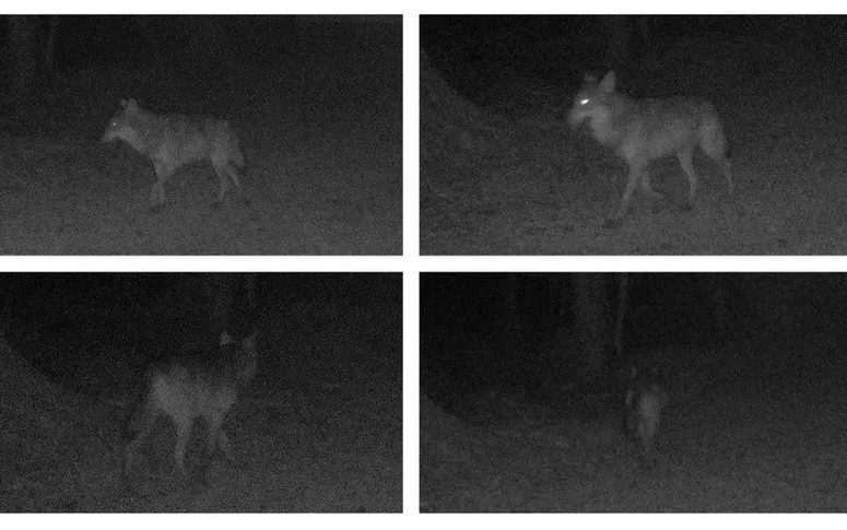  The grey wolf was captured on film by an automatic surveillance camera near the village of Londinières