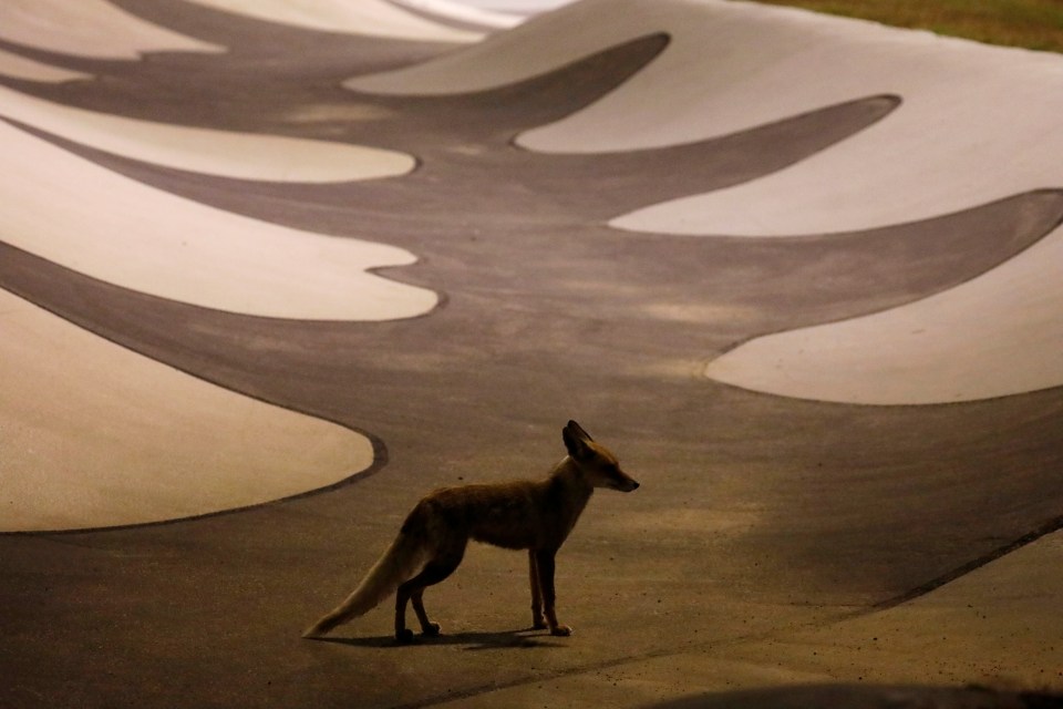 A red fox stands on an empty skate park in the southern Israeli city of Ashkelon