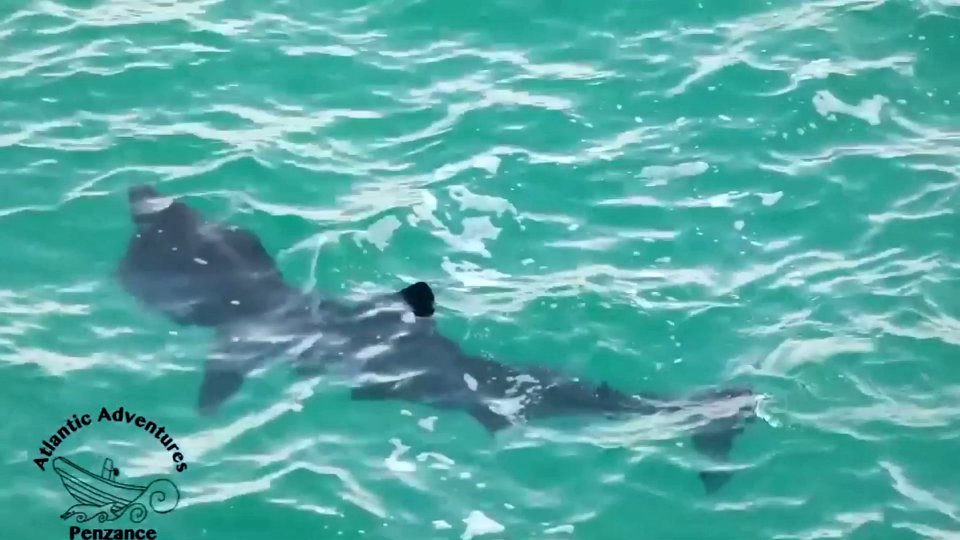 A basking shark was seen off the Cornish coast in the warm weather