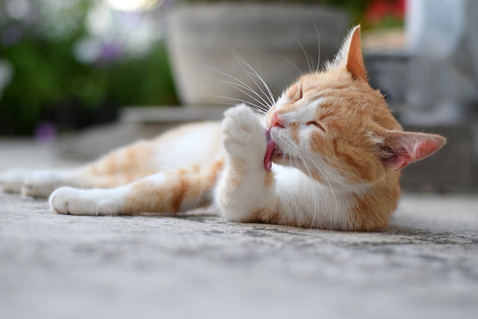  Rosie the cat has been excessively grooming herself since she was on antibiotics