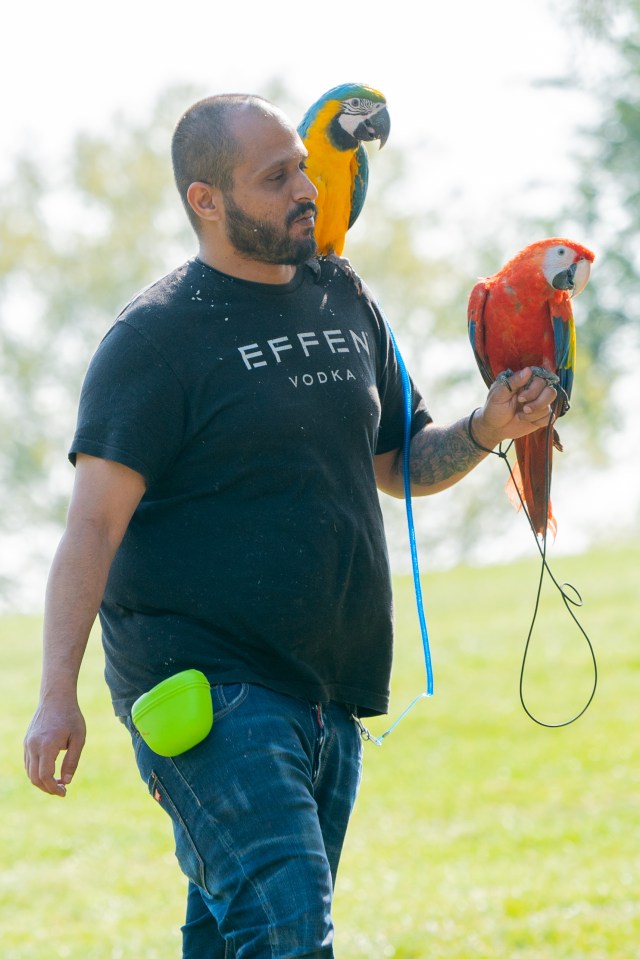  A man walks his parrots in Primrose Hill today