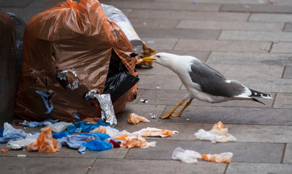  Their food sources contain a huge variety of dangerous bacteria which can be passed on to people in their faeces