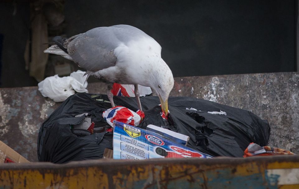  Household waste is an open invitation to seagulls - make sure you don't leave it unattended