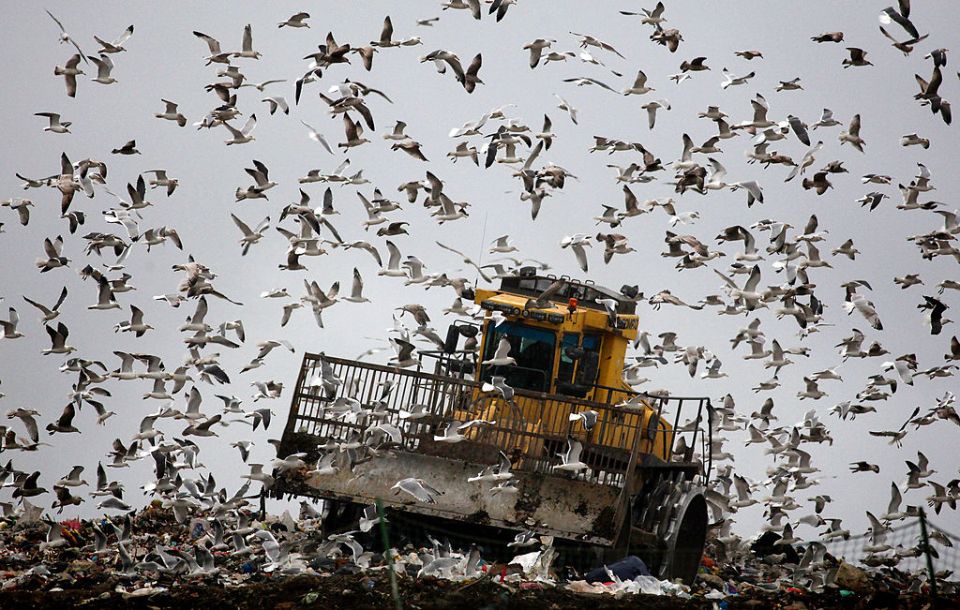  The number of seagulls in Britain has exploded in the last 20 years, but it might be set to rise even further