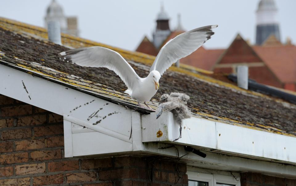  Gulls are extremely protective of their chicks and will repeatedly target the same people if they recognise them returning to the same area