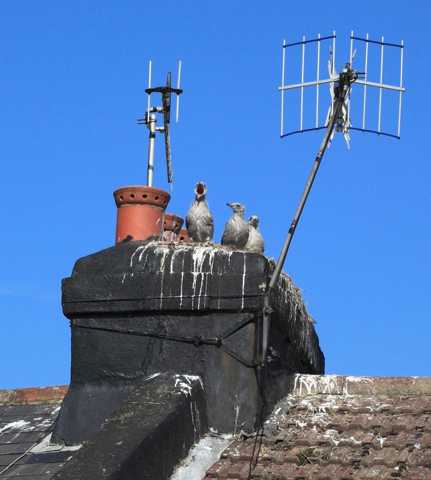  Now is the time that gulls start building nests - but many places are currently closed off to pest controllers because of the lockdown