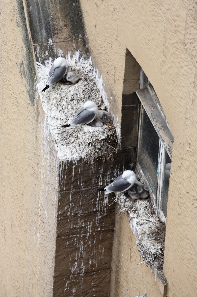  Gull droppings alone pose a serious risk to public health