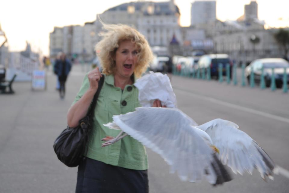  Seagulls terrorise people in all sorts of ways - from stealing food to brutal attacks - but we might be about to have a bigger problem