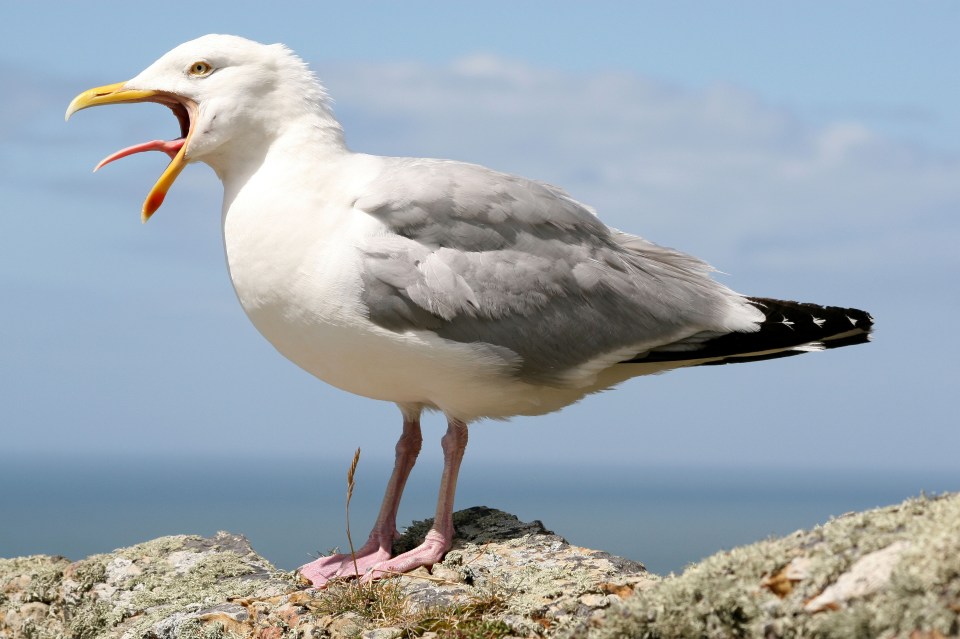  A herring gull calling - aggressive calling usually precedes an attack