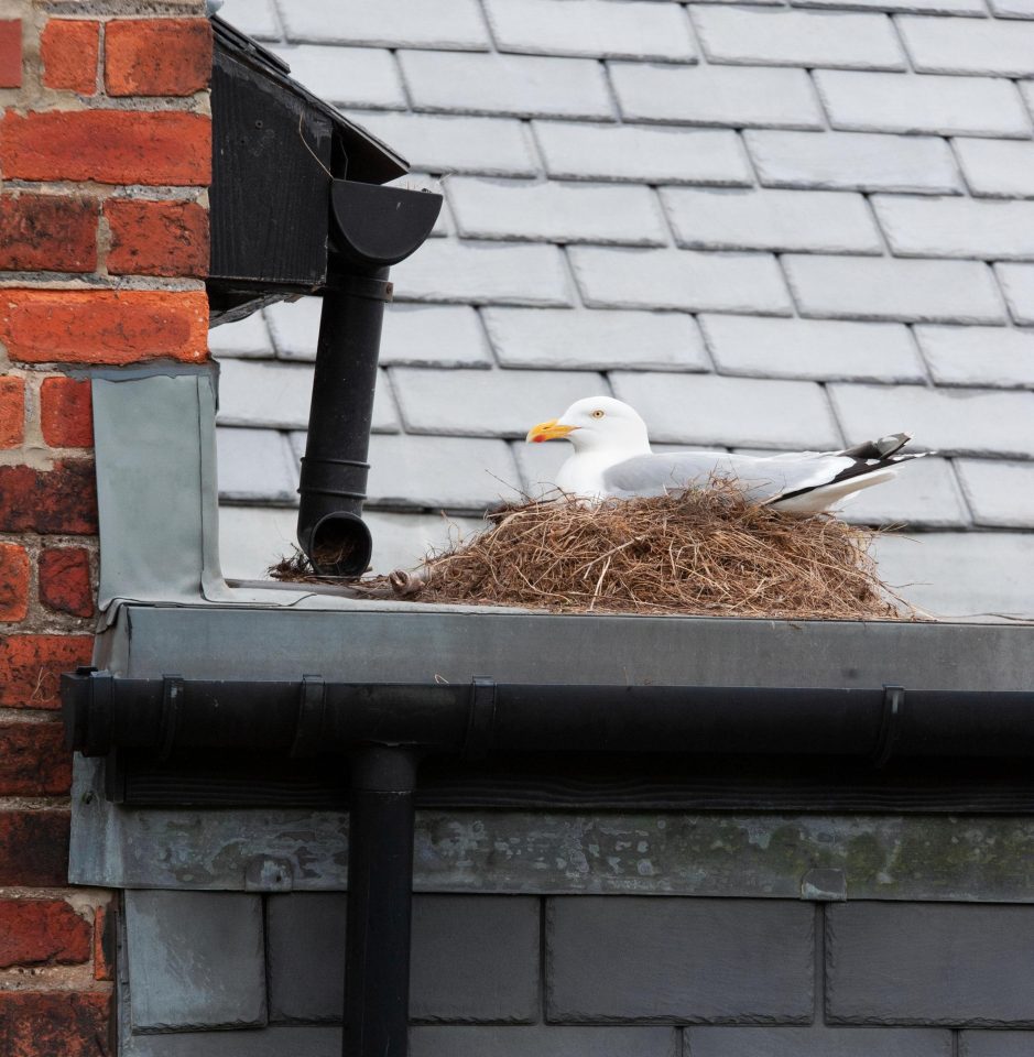  Once gulls have established nests they're much harder to get rid of