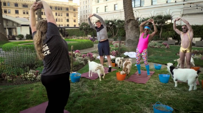  Fans were left in hysterics as they took part in goat yoga