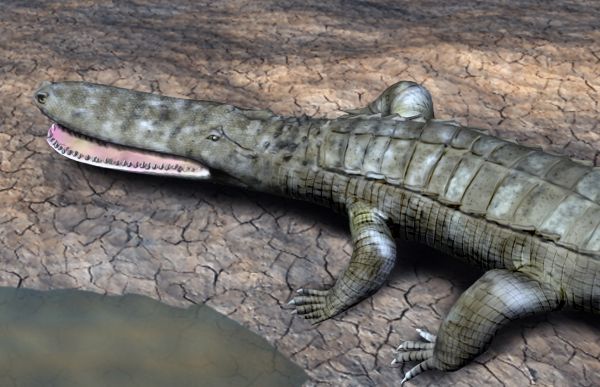  Evidence of creators like this ancient crocodile-like predator Laganosuchus thaumastos has been found at the site