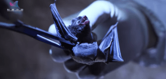  A bat is caught and then taken away to study in a video by the Wuhan Centre for Disease Control released in December 2019