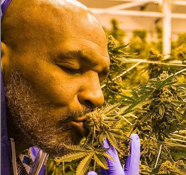  Mike Tyson was a big deal in boxing - now he is that in cannabis selling