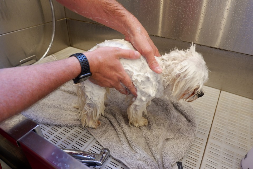  Make sure to use special dog shampoo when bathing your pooch