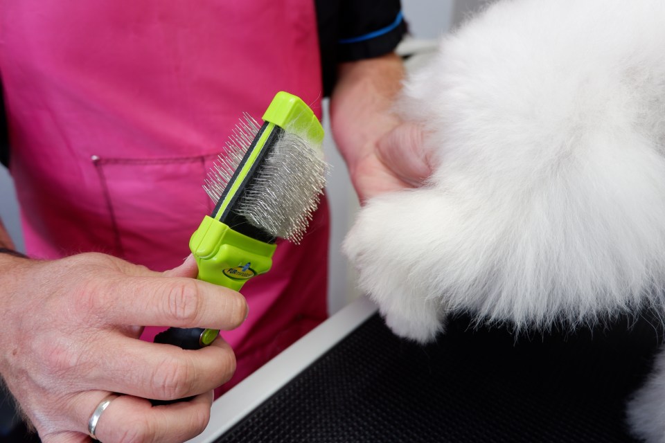  Give your pup a good brush once they have dried off