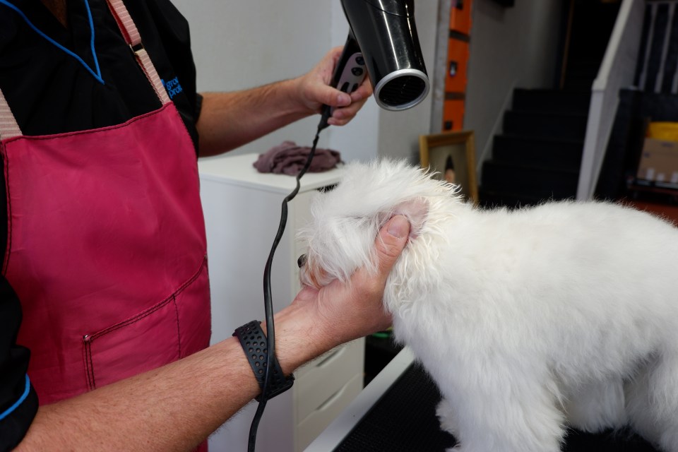  A dryer will help to dry your dog quickly and thoroughly