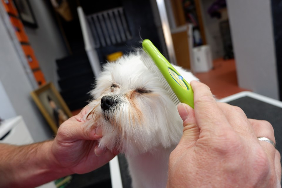  Brush hair away from the eyes to ensure your pup can see