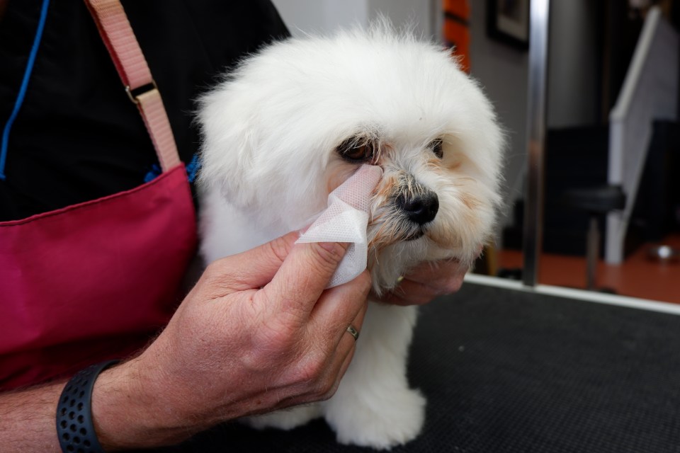  You should get into the habit of cleaning your dog’s eyes daily