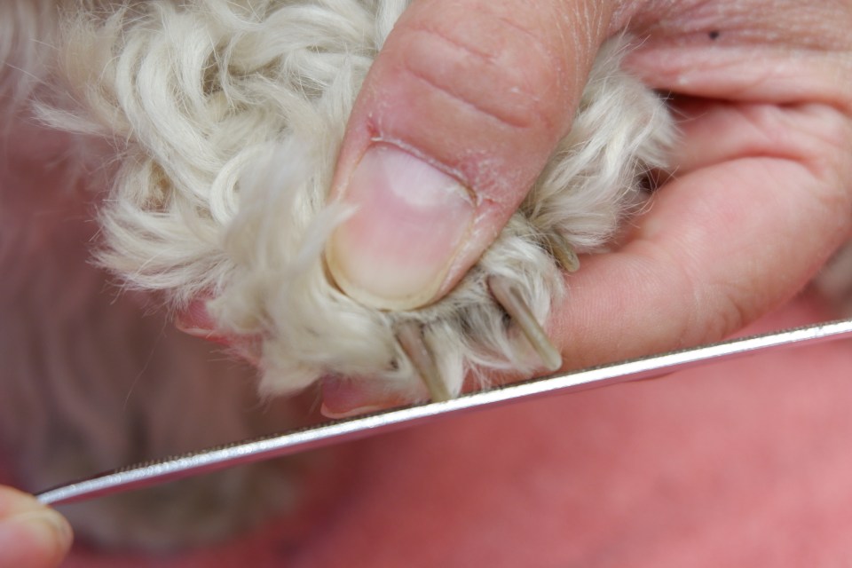  Hold each individual nail between finger and thumb to prevent movement