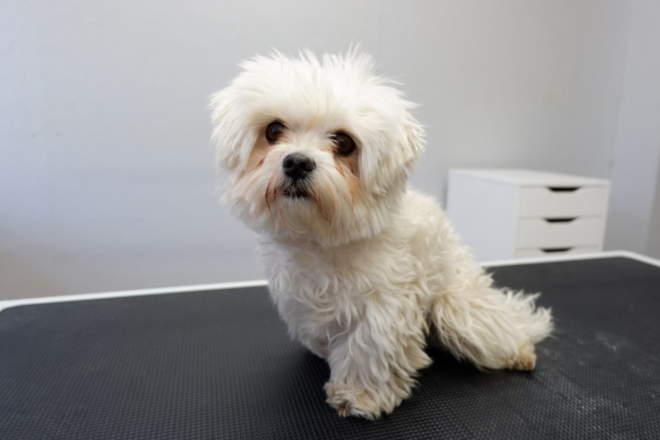  If your dog is looking a bit shaggy in lockdown then we have grooming tips to help get your pooch looking fabulous again